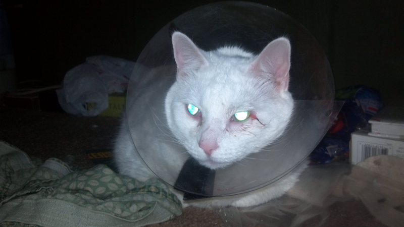Illustration for article titled HERE, in full Instagrammed glory, is Link the Cat's first DNGAF